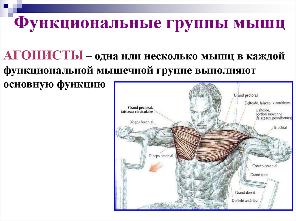 Лопата группы мышц