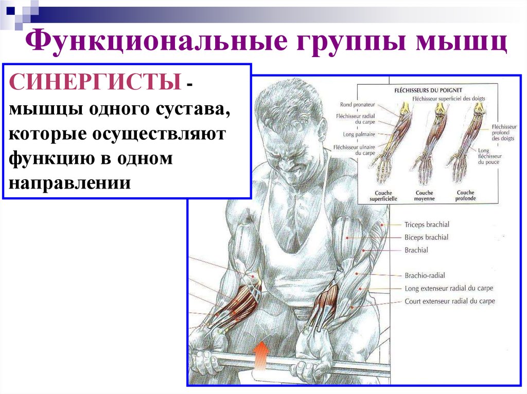 Функциональные системы мышечная система. Функциональные группы мышц. Группы мышц синергисты. Мышцы синергисты функции. Биомеханика мышц.