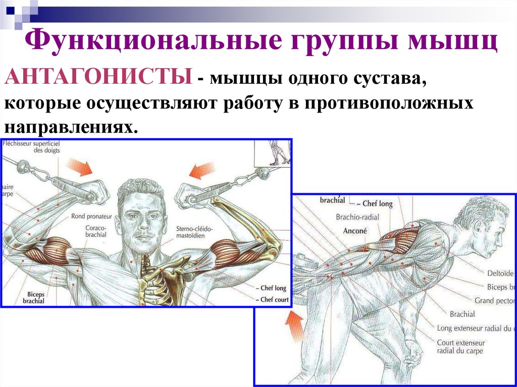 Направления мышц. Функциональные группы мышц. Функциональные группы мышц антагонисты. Биомеханика мышц. Биомеханика мышц человека.