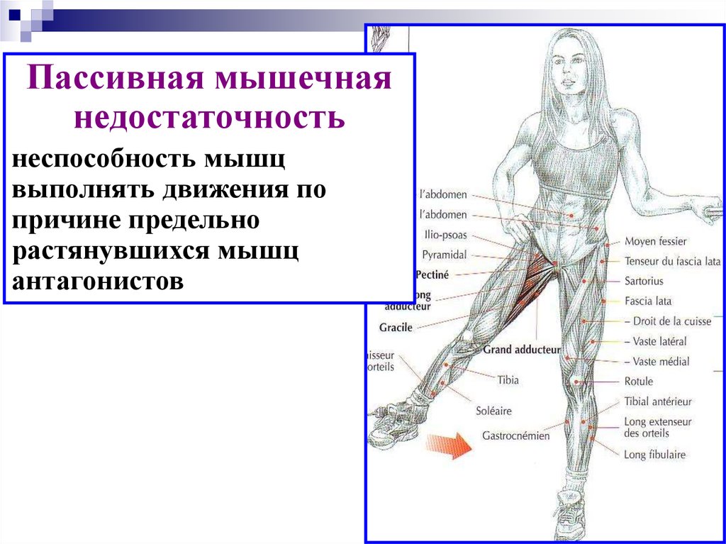 Презентация биомеханика мышц