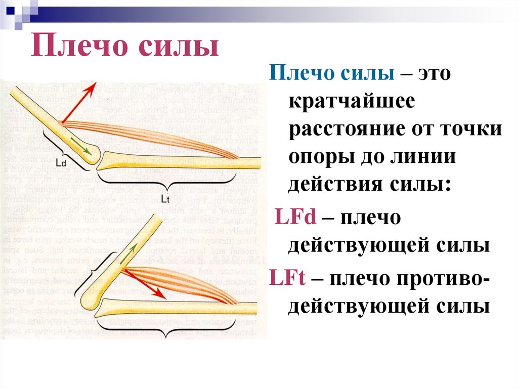 Плечо усилия