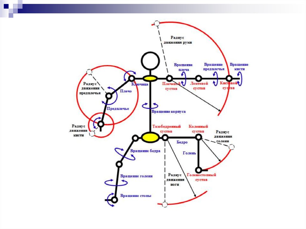 Степени свободы тела. Степени свободы в теле человека. Степени свободы движений в биомеханике. Степени свободы движений человека. Степени свободы в биомеханике.
