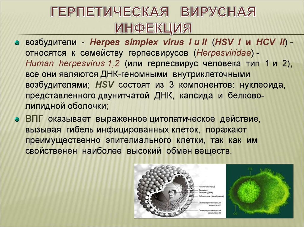 Тест 1 вирусы