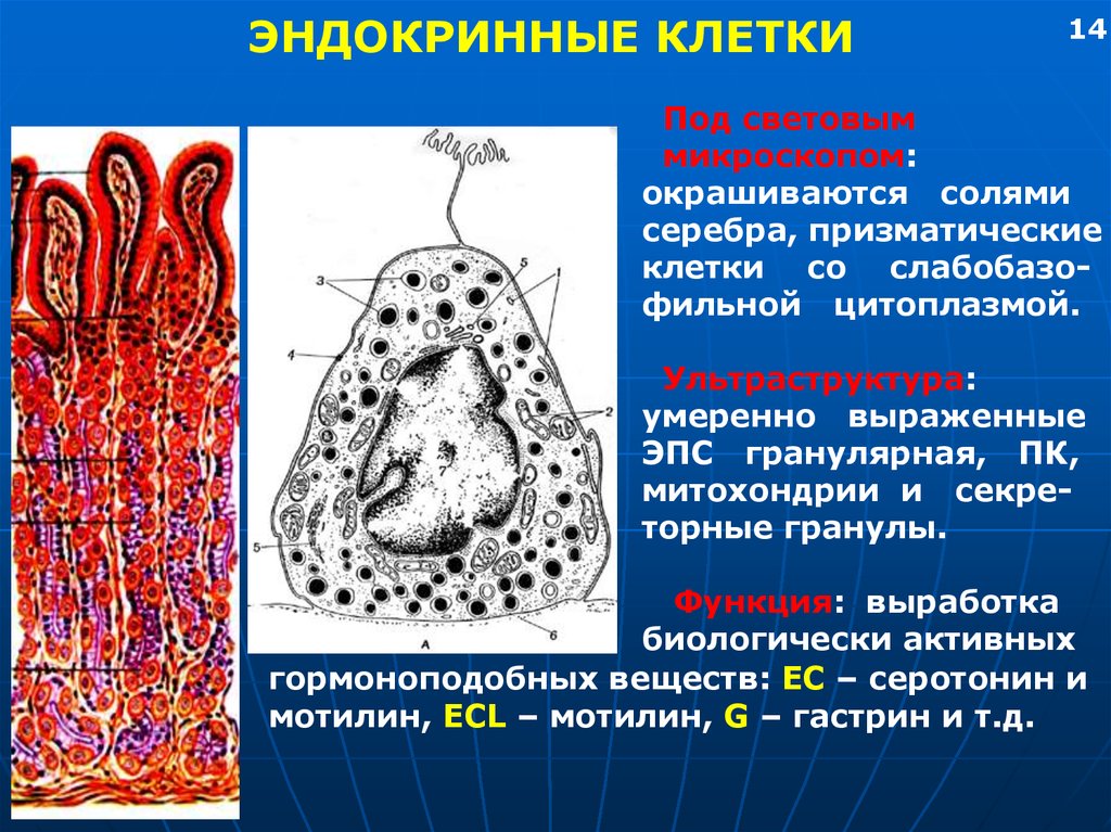 Клетки слизистой желудка вырабатывают. Эндокриноциты клетки желудка. Эндокринные клетки. Эндокринные клетки желудка. Эндокринные клетки желез желудка.