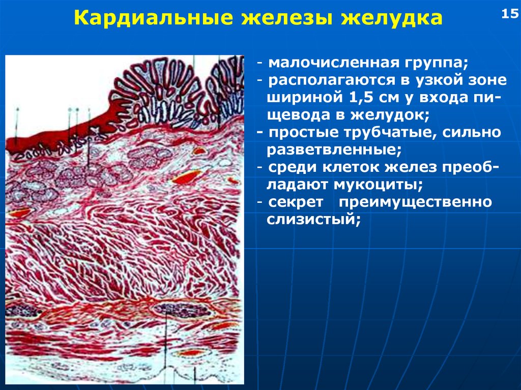 В пищеводе железы расположены в. Функции желез желудка гистология. Кардиальные собственные и пилорические железы. Кардиальные железы желудка. Железы желудка собственные кардиальные пилорические.