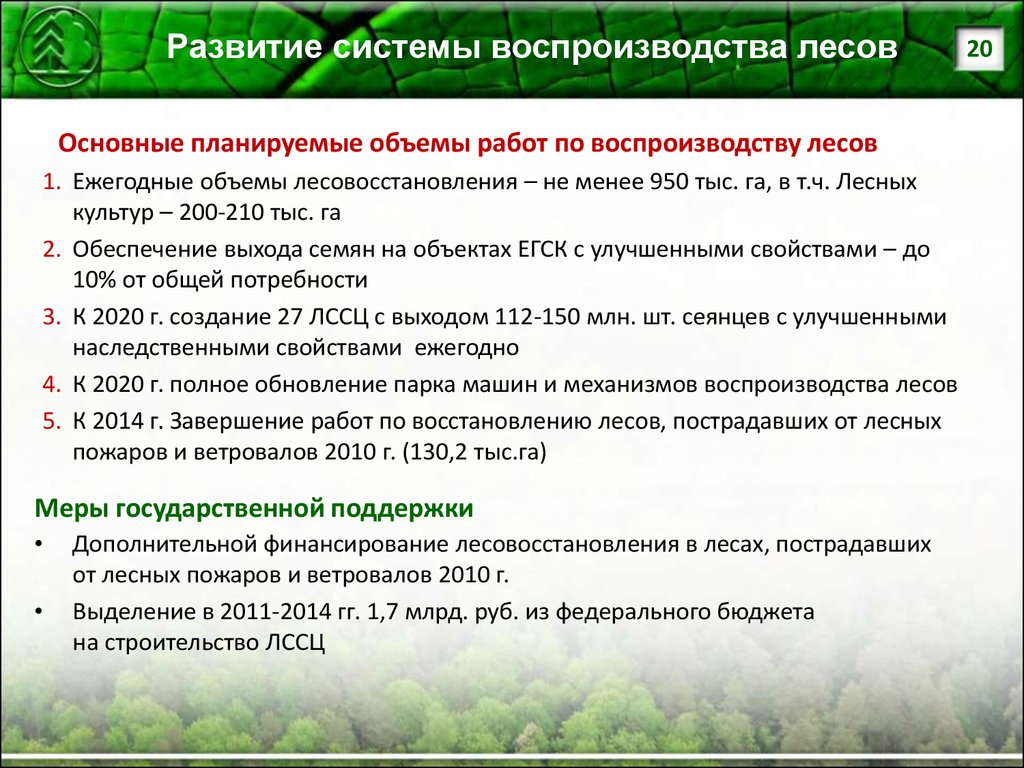 Правила лесовосстановления 1024. Этапы воспроизводства лесов. Проблемы воспроизводства лесов. Основные направления лесного хозяйства. Государственный мониторинг воспроизводства лесов.