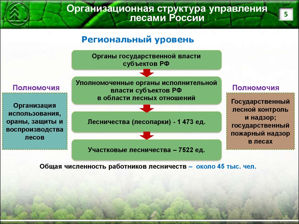 Лес анализ