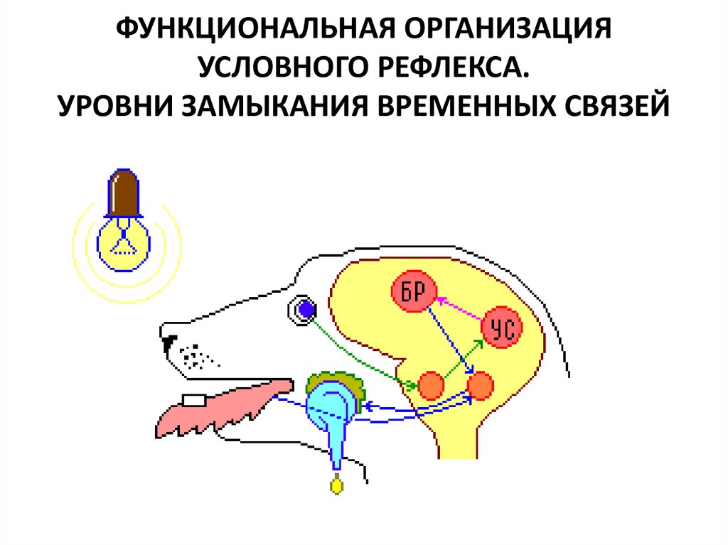 Схема условного рефлекса по павлову