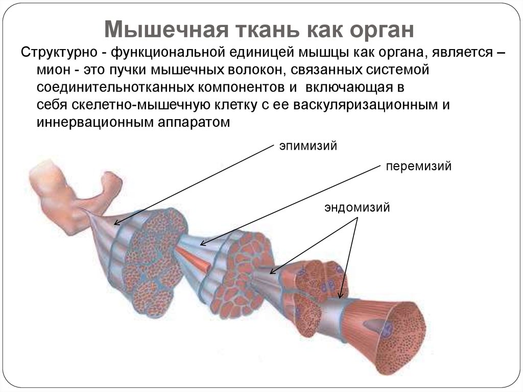 Волокна мышечной ткани. Структурно-функциональная единица скелетной мышечной ткани Мион. Мион структурно функциональная единица мышцы. Структурно-функциональной единицей мышечной ткани является. Составляющие элементы структурной единицы мышц.