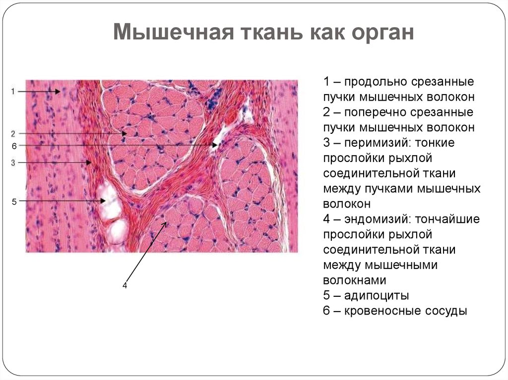 Мышечная ткань органы. Строение мышечного волокна гистология. Прослойки соединительной ткани между мышечными пучками – это:. Перимизий гистология. Мышца как орган гистология.