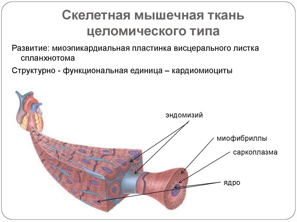 Скелетные мышцы ткань. Мышечная ткань целомического типа. Целомическая поперечнополосатая мышечная ткань. Скелетная мышечная ткань целомического типа. Структурно-функциональная единица скелетной мышечной ткани.