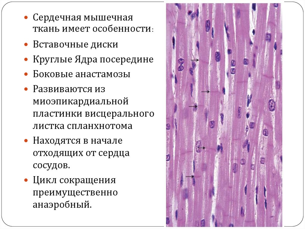 Двигательная ткань. Поперечно полосатая мышечная ткань сердечного типа. Сердечная поперечнополосатая мышечная ткань ядра. Гладкая мышечная ткань и сердечная гистология. Поперечно полосатая сердечная ткань гистология.