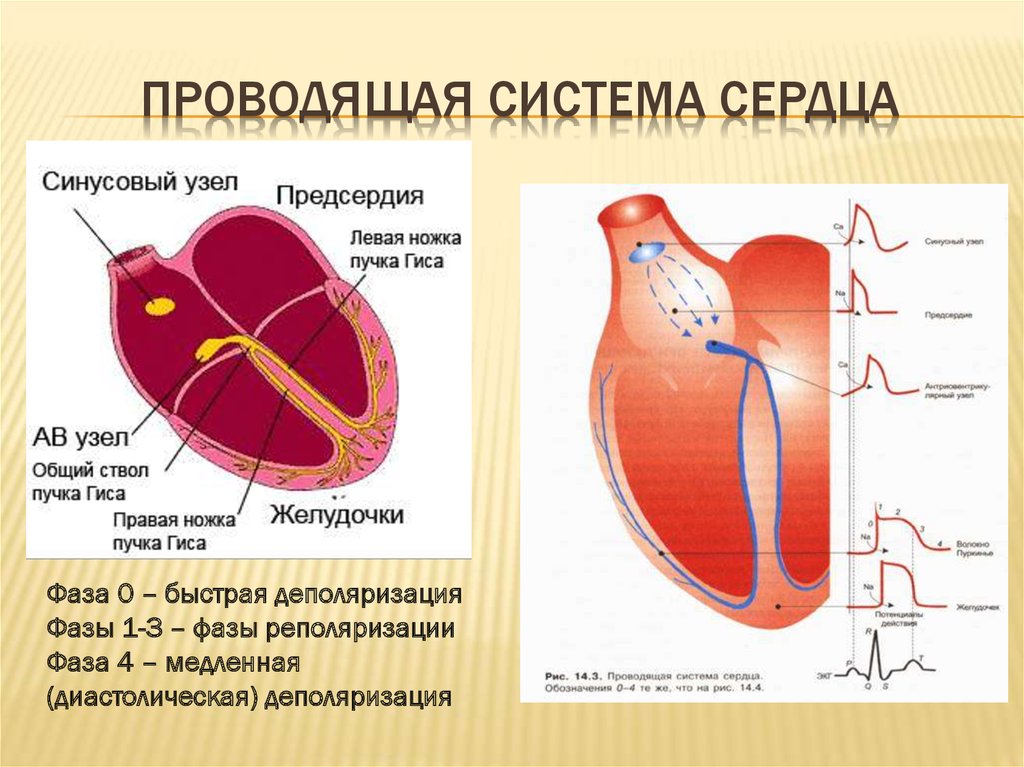 В какую систему органов входит сердце