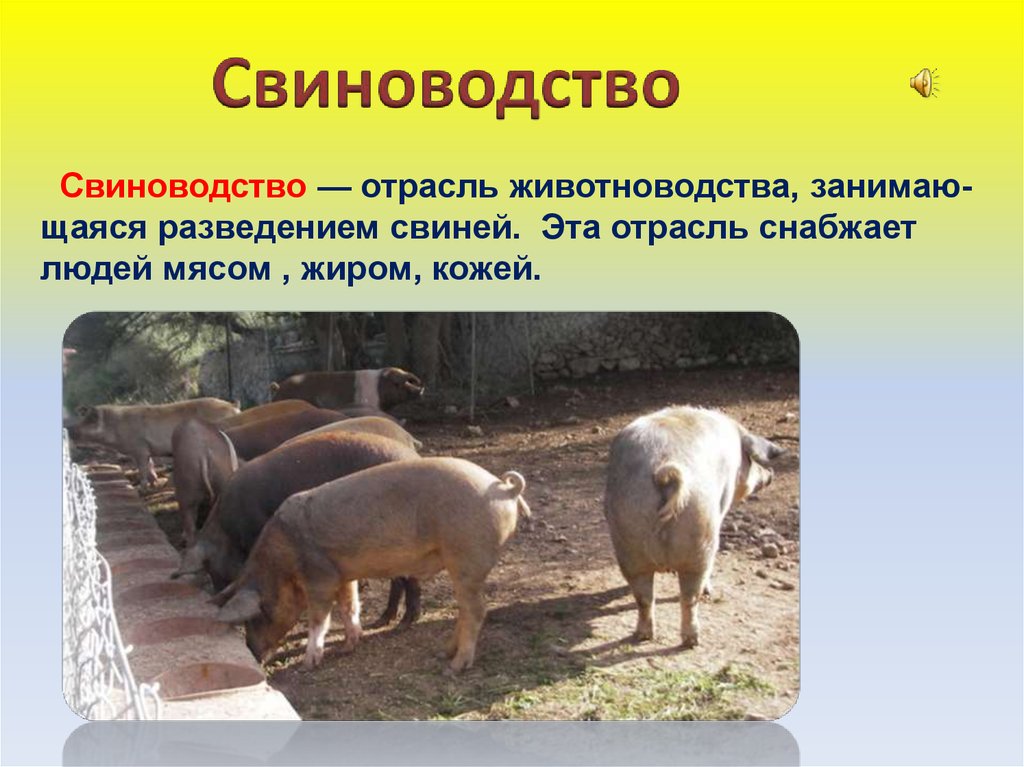 Домашнее сельскохозяйственное животное сообщение 3 класс окружающий. Отрасли животноводства. Свиноводство отрасль животноводства. Отраслижовотноводства. Животноводство презентация.