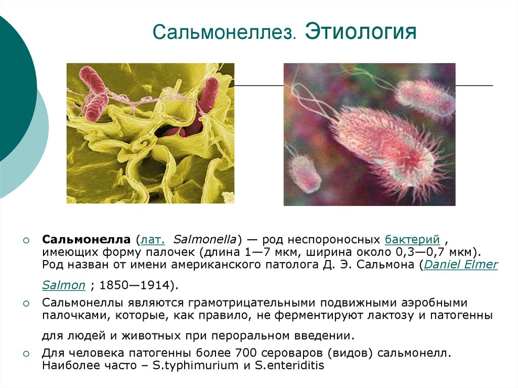 Сальмонеллез 1 2. Сальмонеллез бактерия возбудитель. Бактерия сальмонелла симптомы. Сальмонеллы микробиология презентация. Сальмонелла этиология.