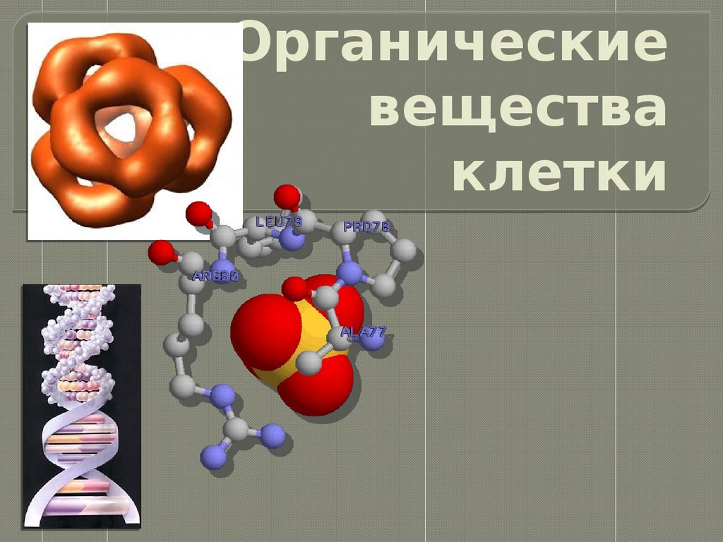 Белки в химии презентация