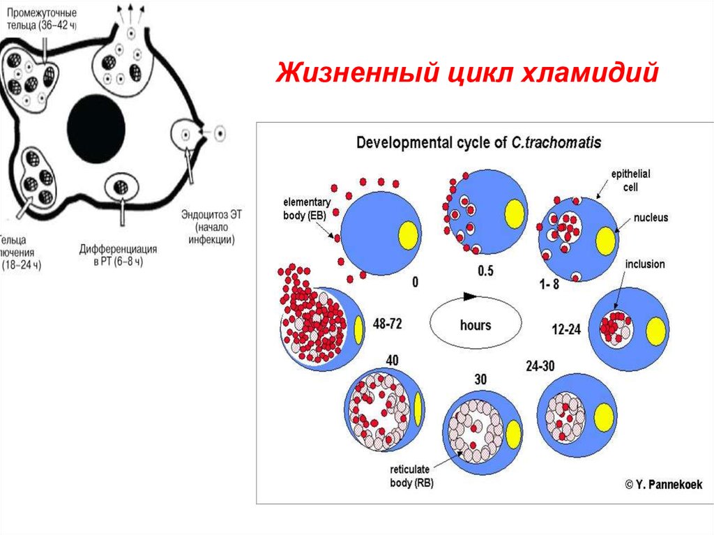 Возбудитель хламидиоза рисунок
