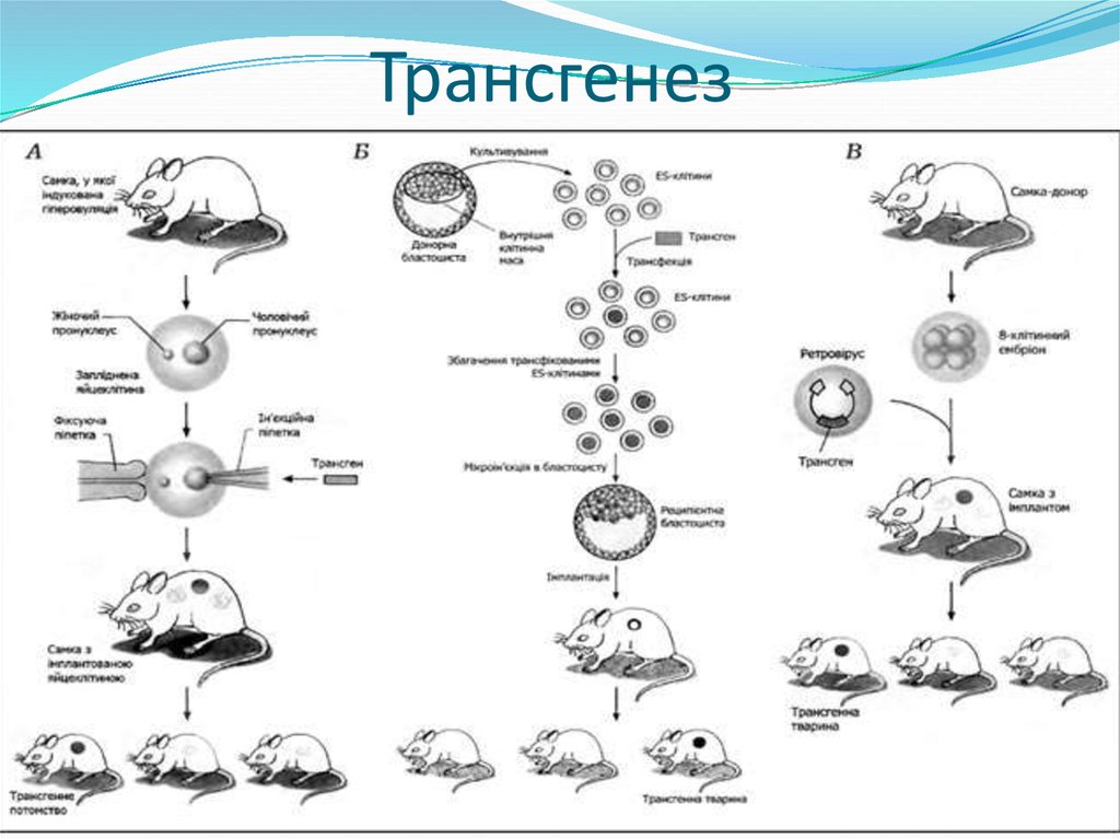 Схема получения трансгенного животного