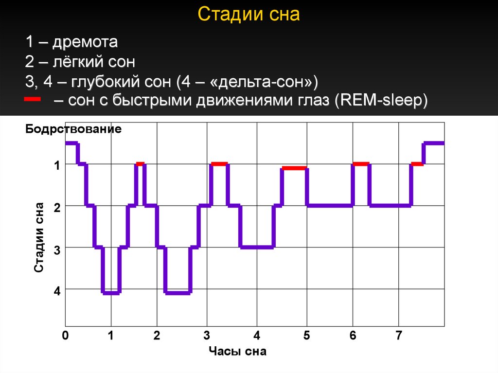 Фазы сна человека. Циклы и фазы сна. Фазы сна человека диаграмма. Цикл сна схема. Нормальный график фаз сна.