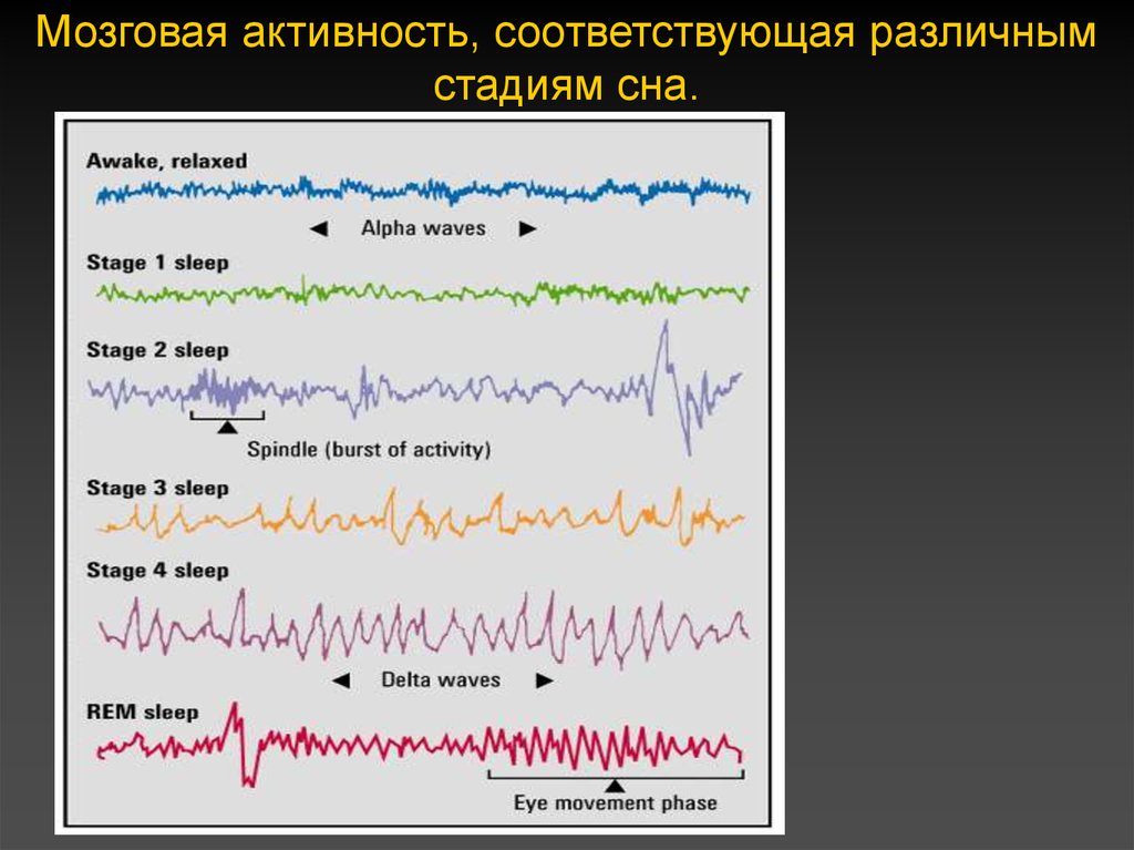 Уровень активности мозга. Мозговая активность. Фазы активности мозга. Мозговая активность в разных фазах сна. Фазы сна мозговые.