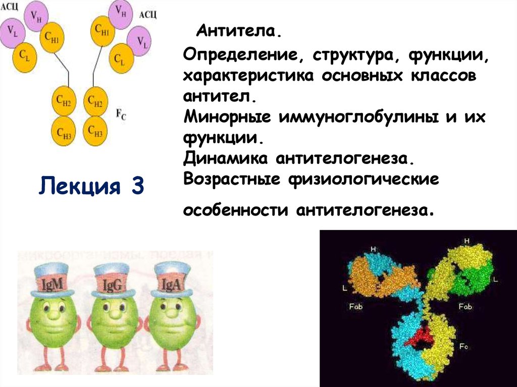 Иммуноглобулины вырабатываются. Строение антитела. Антитела рисунок. Иммуноглобулины структура и функции. Структура антител.