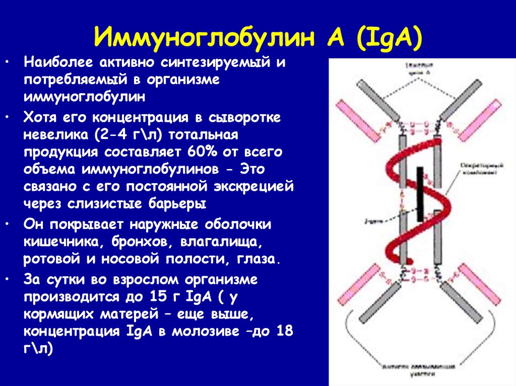 Иммуноглобулин lg. Iga антитела строение. Iga иммуноглобулин строение. Иммуноглобулины iga, IGM, IGG норма.
