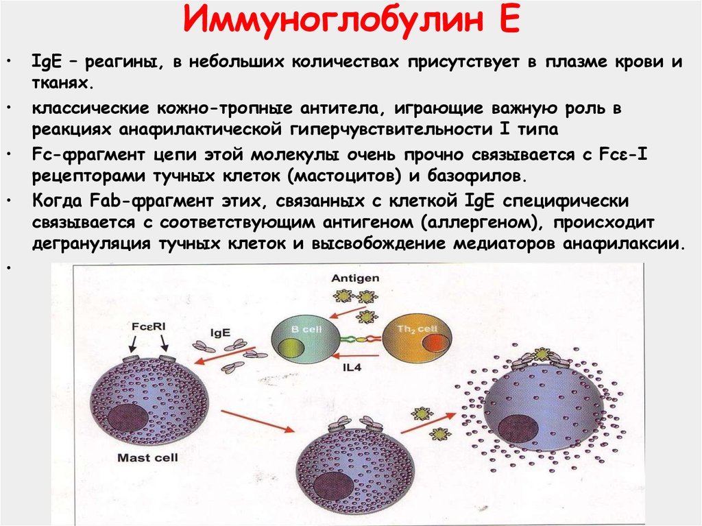 Сдать иммуноглобулин общий. Иммуноглобулин е 25,8. IGE структура. Иммуноглобулины типа e (IGE). Иммуноглобулин е функции.