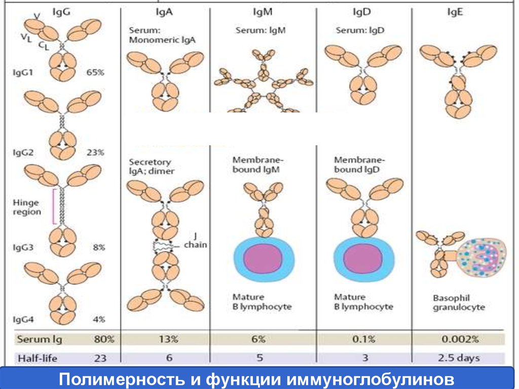 Иммуноглобулинов класса igg. Структура иммуноглобулинов иммунология. Строение молекулы иммуноглобулина иммунология. Функции иммуноглобулинов иммунология. Классификация иммуноглобулинов иммунология.