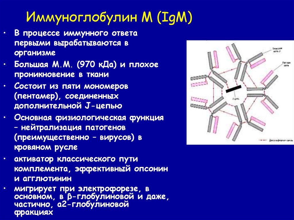 Чем отличаются иммуноглобулины. Строение иммуноглобулина м. IGM строение иммуноглобулина. IGM антитела строение. Иммуноглобулин IGM функция.