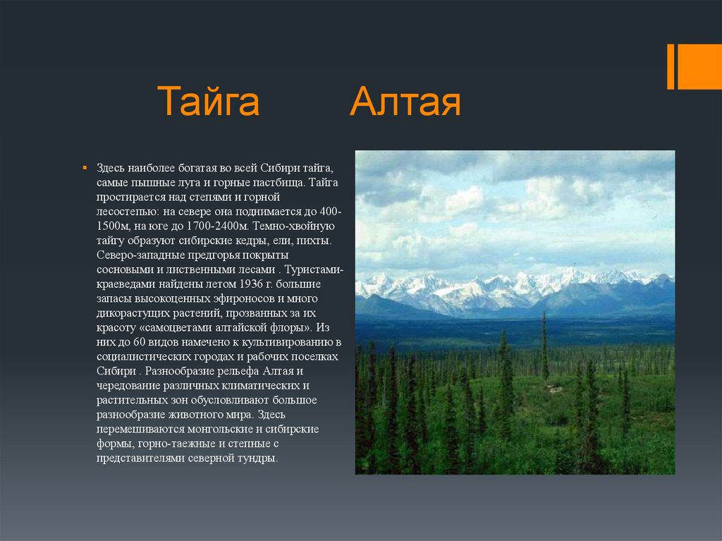 Какой климат в тайге название. Природные зоны Восточно сибирской тайги. Описание тайги. Алтай Тайга. Краткая характеристика тайги.