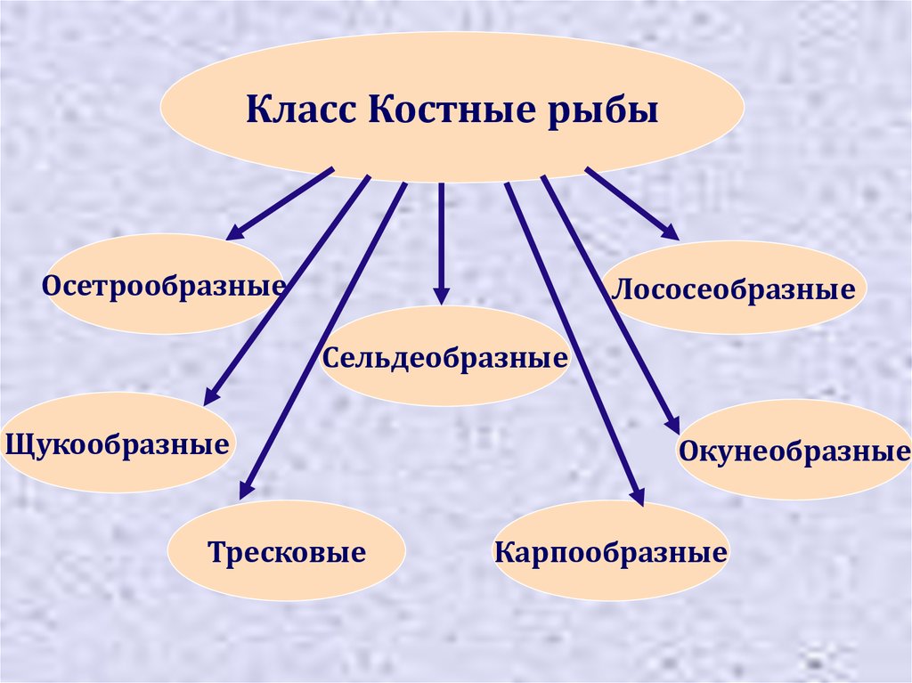 Класс костные рыбы презентация