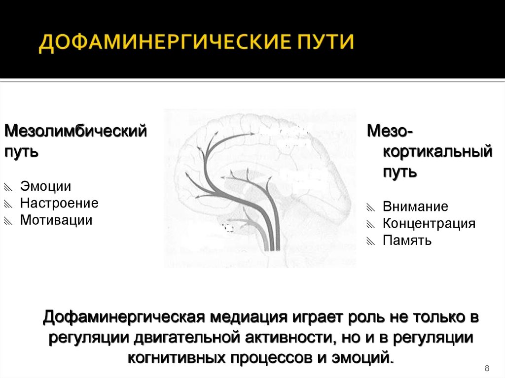 Дофаминергическая система презентация