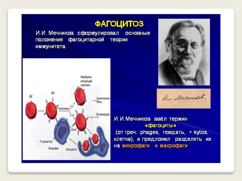 Мечников открыл явление фагоцитоза. Фагоцитарная теория иммунитета Мечникова. Мечников теория иммунитета. Мечников фагоцитоз клеточный иммунитет. Иммунология учение и.и.Мечникова о фагоцитозе.