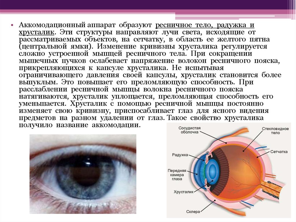 Хрусталик глаза человека является