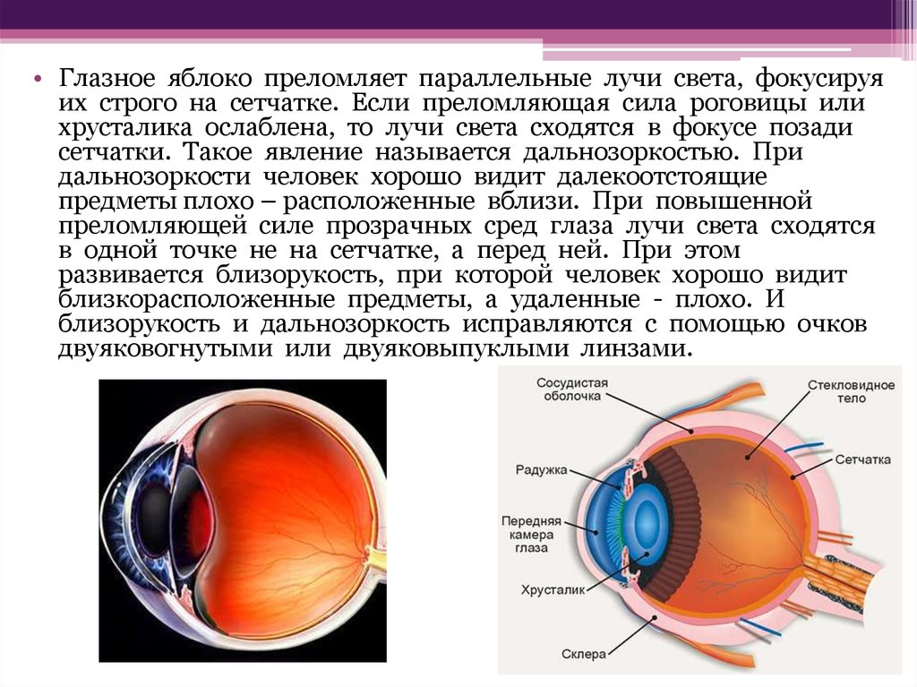 Что фокусирует лучи на сетчатку глаза