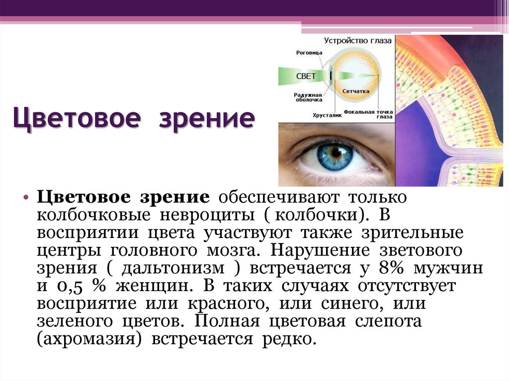 Тест по теме органы зрения. Цветовое зрение. Цветовое зрение обеспечивают. Цветное зрение физиология. Зрение и восприятие цвета.