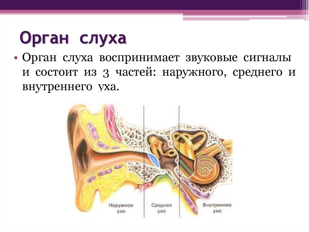 Органы чувств человека слух. Органы чувств слух. Орган слуха. Органы чувств орган слуха. Орган слуха состоит.