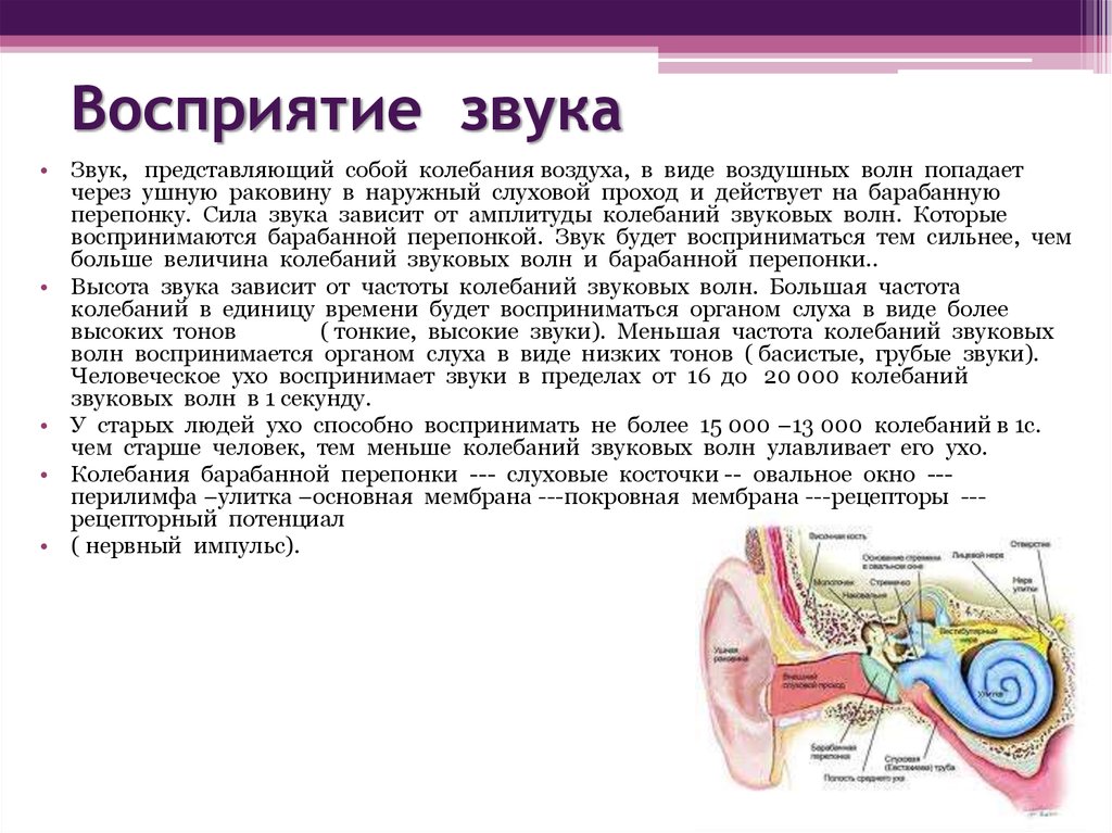 Ухо человека улавливает звук с частотой. Механизм восприятия звуковой волны. Восприятие звуковых колебаний. Процесс восприятия звука. Схема восприятия звука.