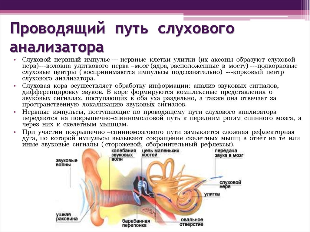 Чувствительность органа слуха. Проводящие пути слухового анализатора анатомия. Проводящий путь слухового анализатора. Путь слухового анализатора анатомия. Рефлекторные пути слухового анализатора.