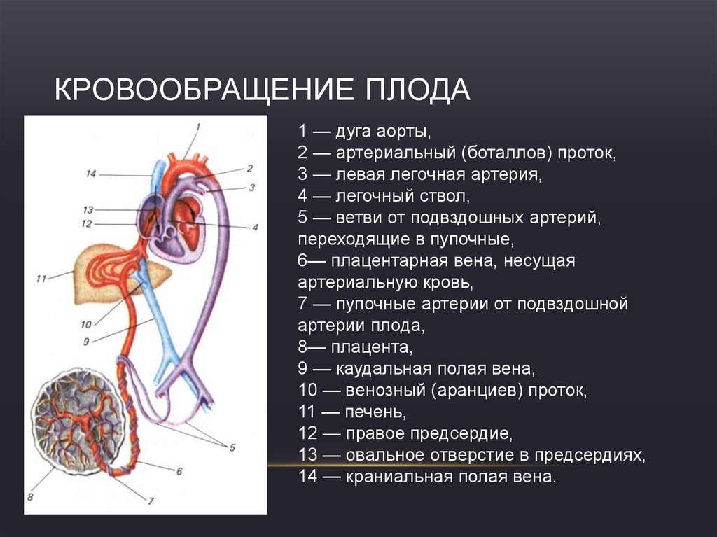 Плацентарный круг кровообращения. Венозный проток пупочная Вена. Кровообращение плода с плацентой. Схема кровообращения плода человека. Кровоснабжение плода схема.