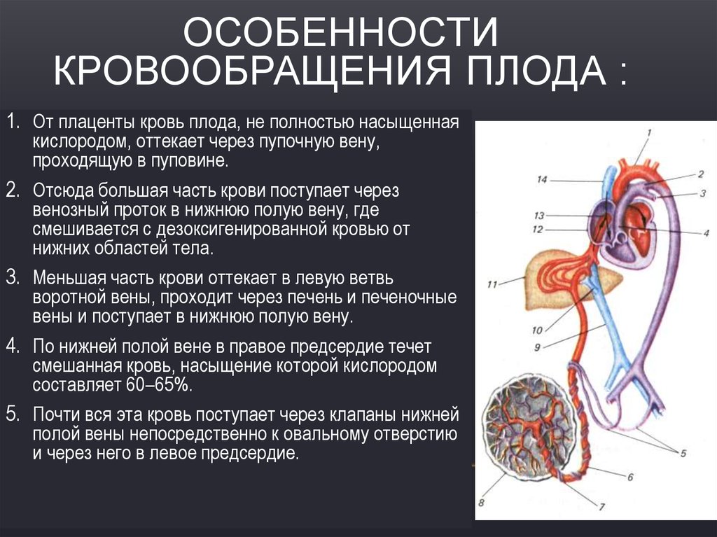 Плацентарный круг кровообращения. Плацентарное кровообращение плода схема. Круг кровообращения плода и новорожденного схема. Плацентарный круг кровообращения схема. Кровообращение внутриутробного плода и новорожденного.