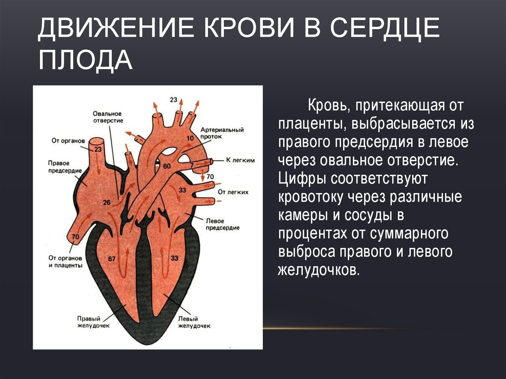 Какая кровь в предсердии. Строение сердца движение крови. Дуиженик крови в сердце. Строение сердца плода. Нормальное строение сердца.