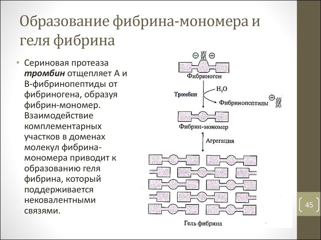 Схема образования фибринового тромба