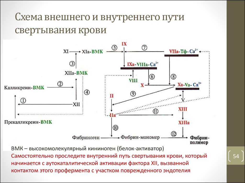 Схема активации свертывающей системы крови