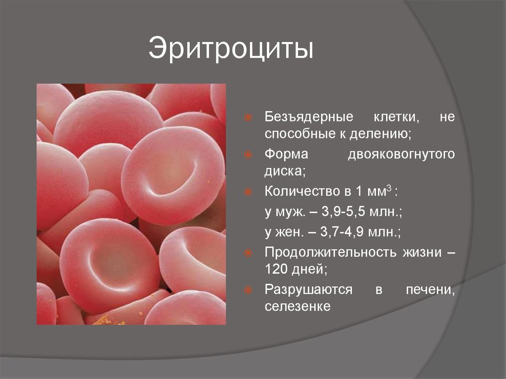 Эритроциты сильно повышены. Кровяные клетки эритроциты. Эритроциты 4.89. Эритроциты 2++. Эхиноциты эритроциты.