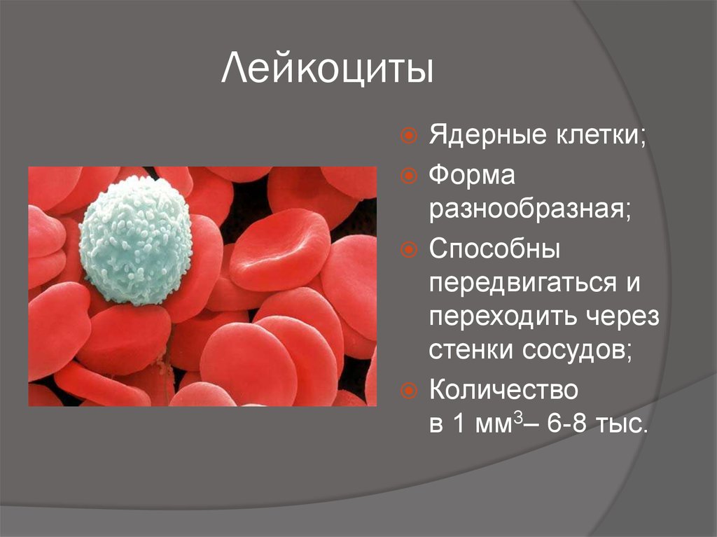Лейкоциты крови способны. Лейкоциты. Лейкоциты в крови. Кровяные клетки лейкоциты. Лейкоциты белые клетки крови.