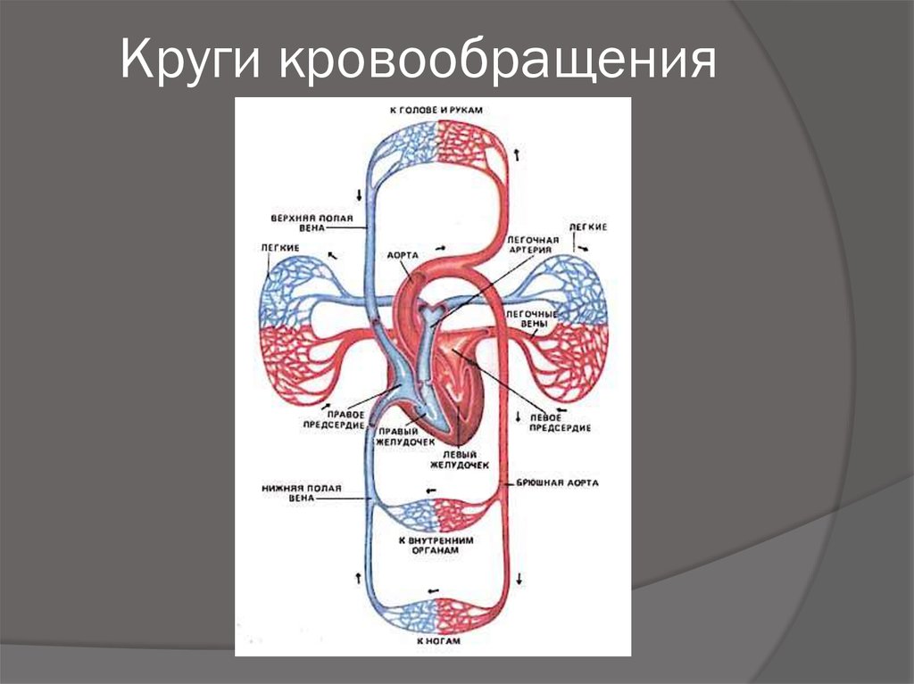 Принципы кровообращения. Малый круг кровообращения анатомия кратко. Строение большого круга кровообращения. Круги кровообращения схема. Большой круг кровообращения анатомия.