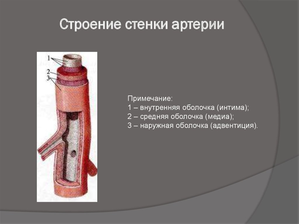 Строение артерии. Внутренняя оболочка стенки артерии состоит:. Строение стенки артерии слои. Строение стенки артерии. Строение сетки артерии.