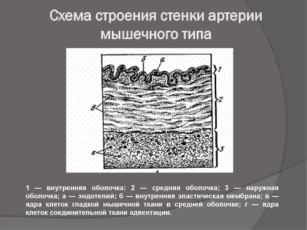 Мышцы артерий. Схема строения артерии мышечного типа. Стенка артерии мышечного типа гистология. Артерия мышечного типа схема. Строение стенки артерии мышечного типа.