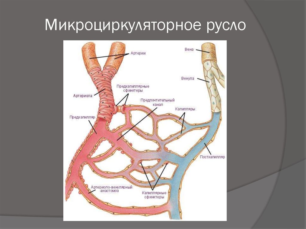 Где находится артерия и вены. Артериола и венула. Строение микроциркуляторного русла физиология. Гемомикроциркуляторное русло анатомия. Микроциркуляторное русло Тип строения.